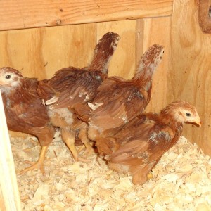 New Red Hens