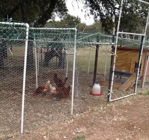 Red Chickens
