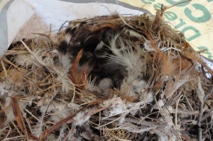 Second Bird Nest