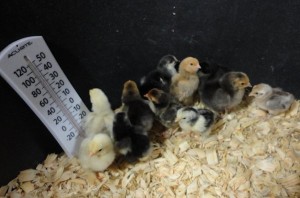 12 Baby Chicks