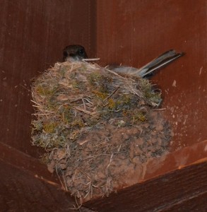 Back Porch Bird