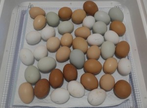 Eggs on Lockdown