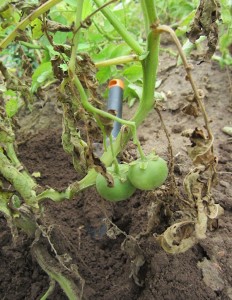Potatoes Growing Tomatoes