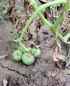 Potatoes Growing Tomatoes