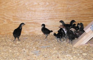 4 Week Old Chicks