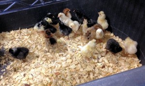 Newly Hatched Chicks