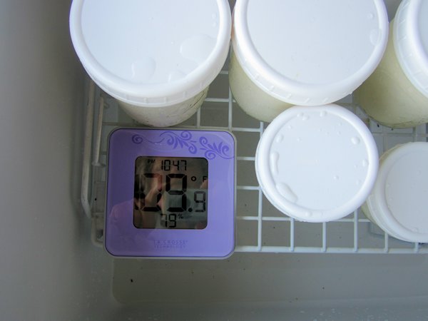 Yogurt in Cooler