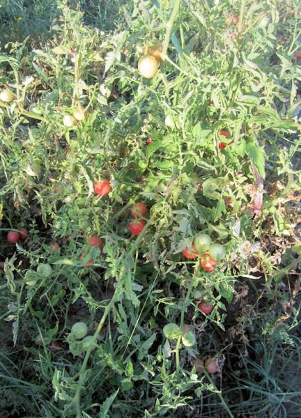 Porter Tomatoes