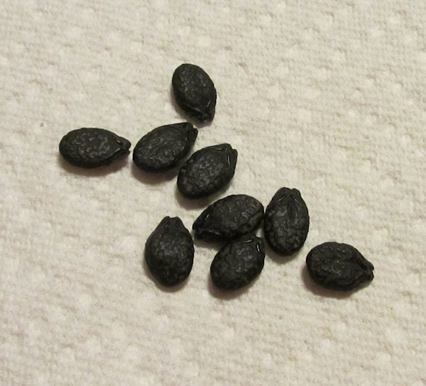 Japanese Okra Seeds