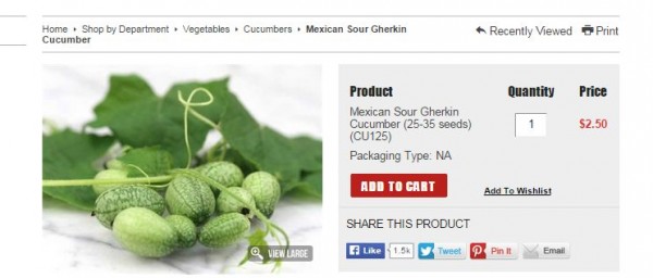 Mexican Sour Gherkin Cucumber