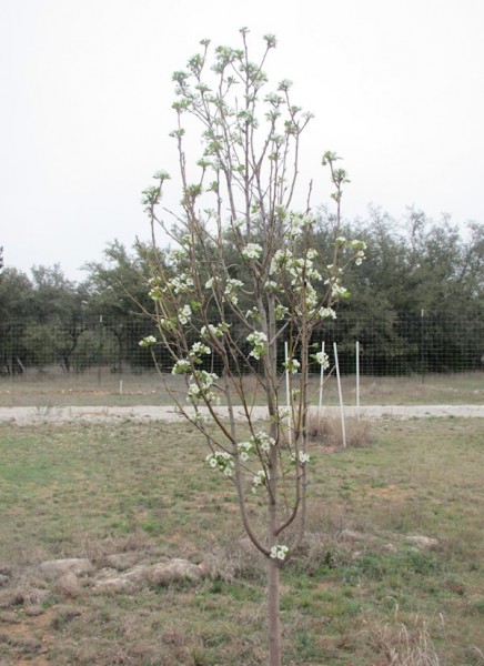 Pear Tree