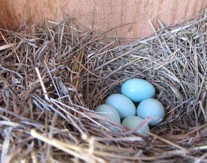Bluebird Nest