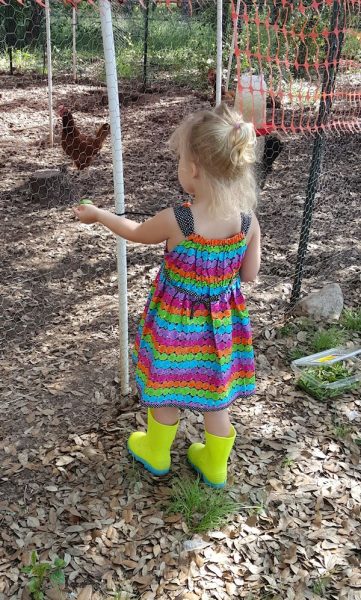 Helping with Chickens