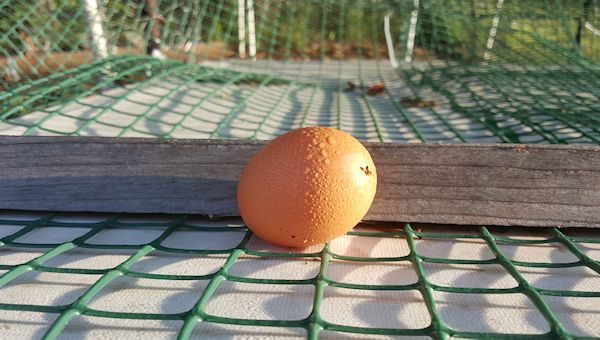 Forgotten Egg