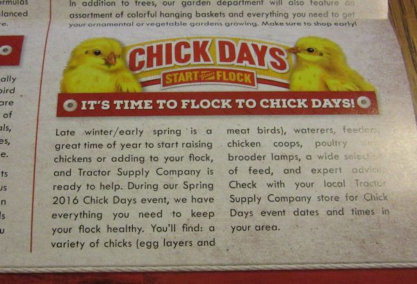Chick Days