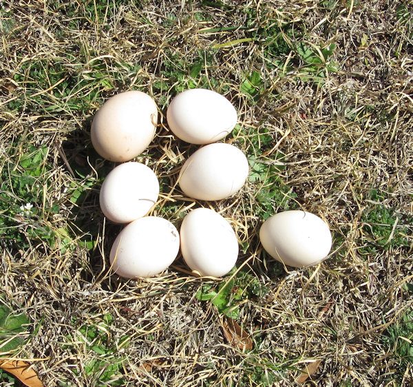 7 Eggs