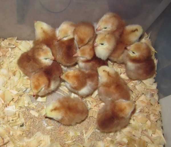 14 Little Chicks