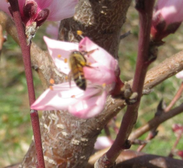 Bees in the Blossoms