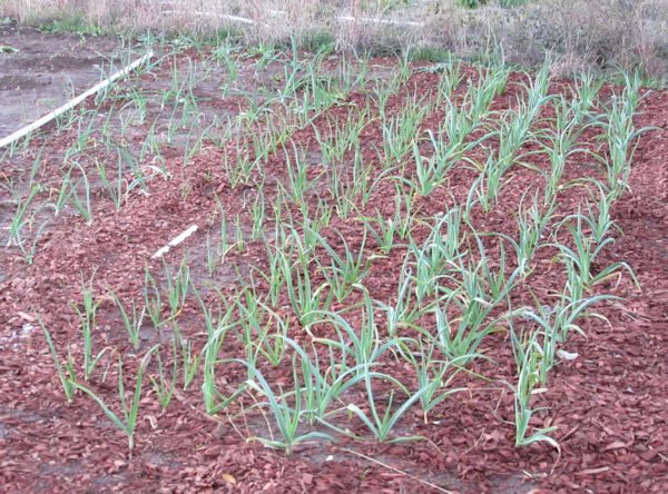 Onions Planted in the Fall