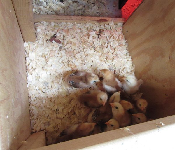 Looking Down into the Nesting Box