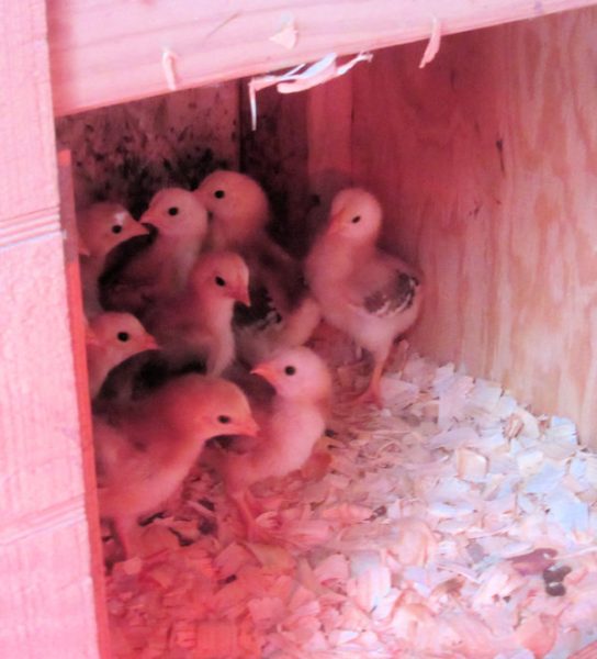 Wiggly Little Chicks