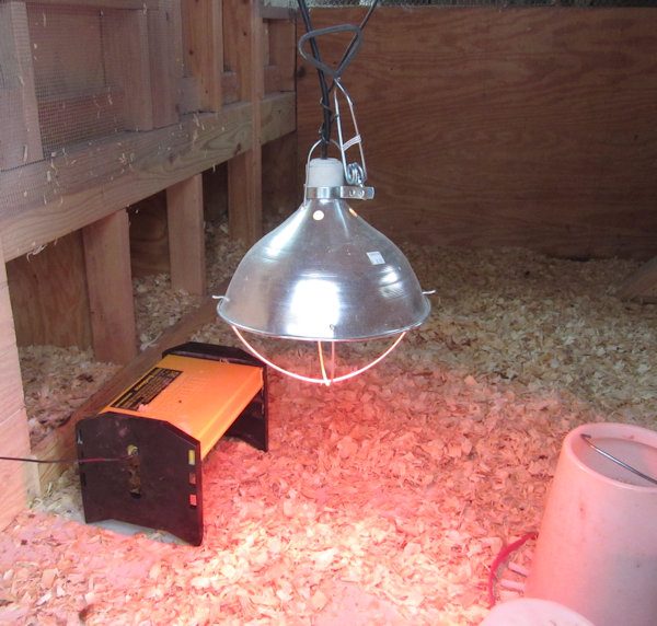 Brooder and Heat Lamp