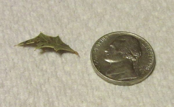 Agarita Leaf