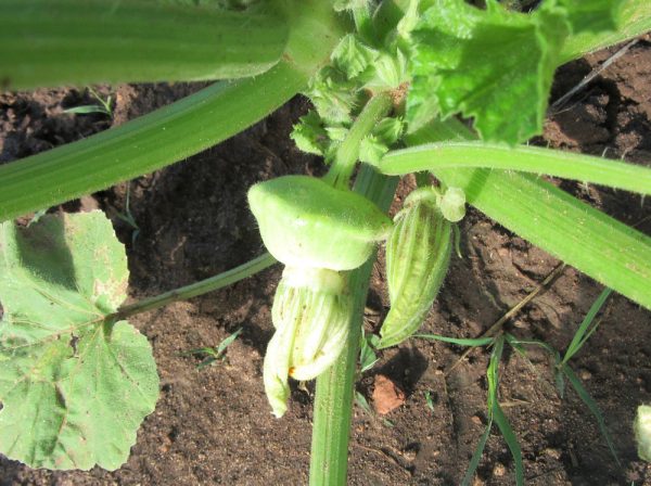 White Scallop Squash