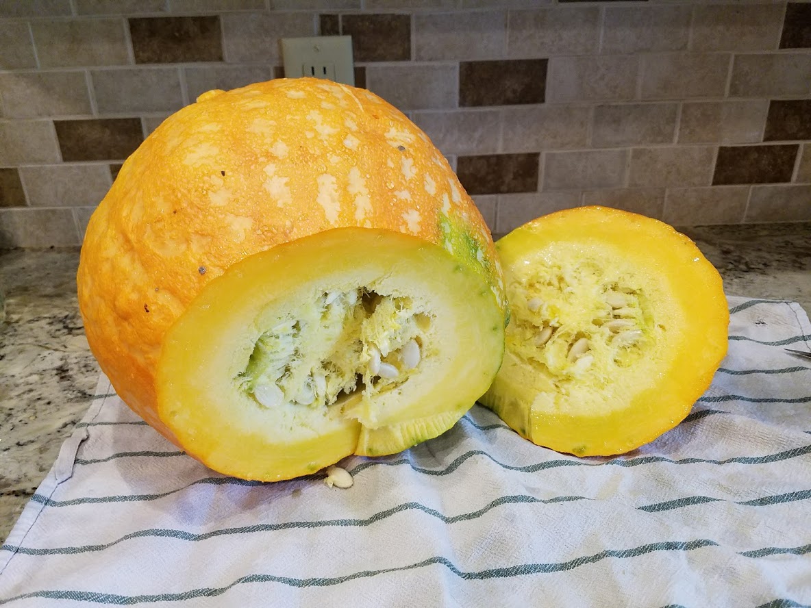 Boston Marrow Squash — Patchwork Times by Judy Laquidara