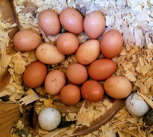 Eggs Waiting to Hatch