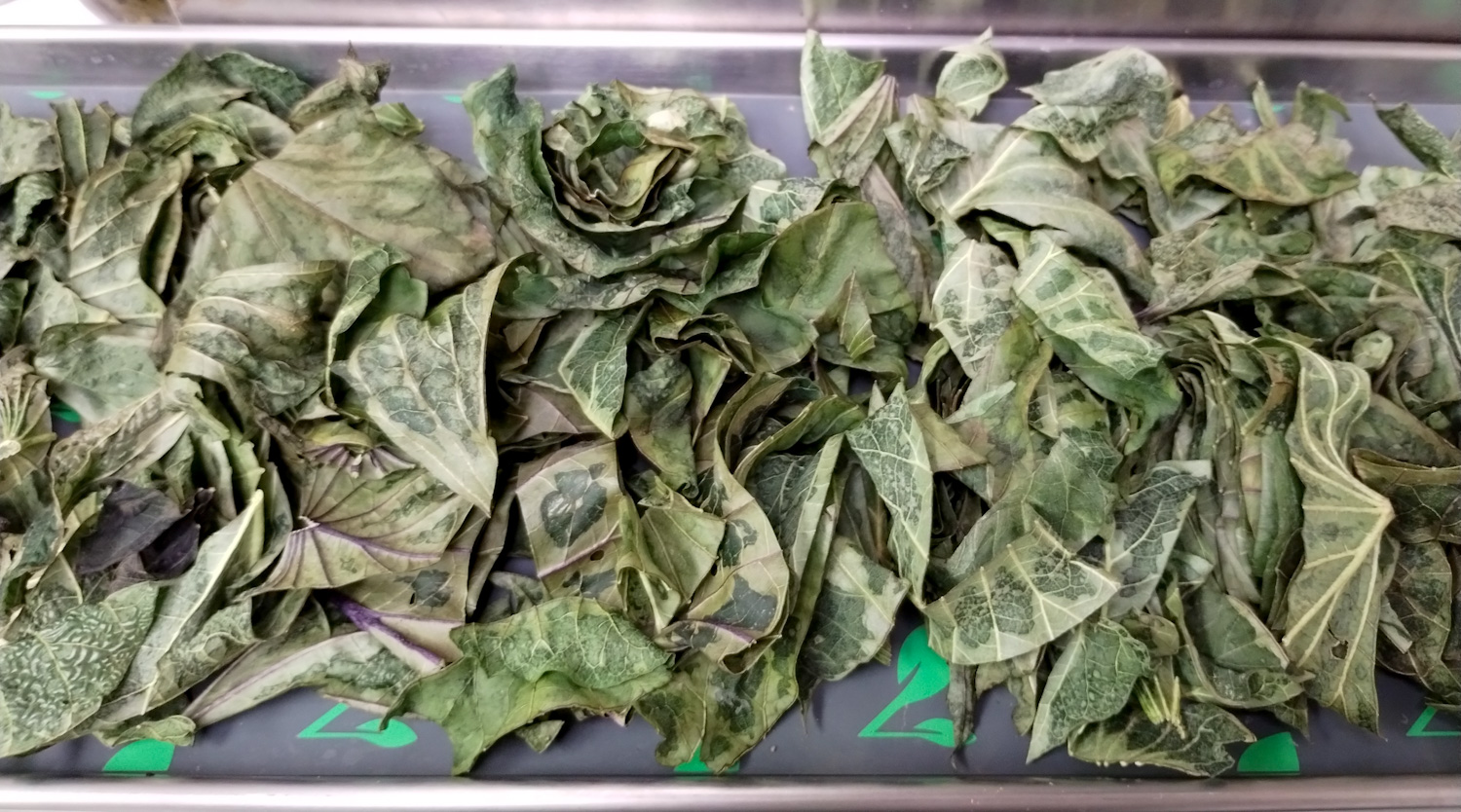 Freeze Drying Sweet Potato Leaves — Patchwork Times by Judy Laquidara